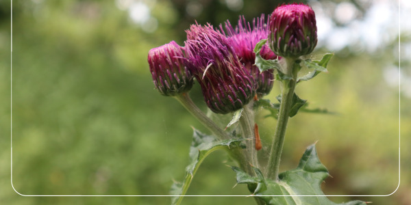 밀크시슬의 효능과 복용 방법5