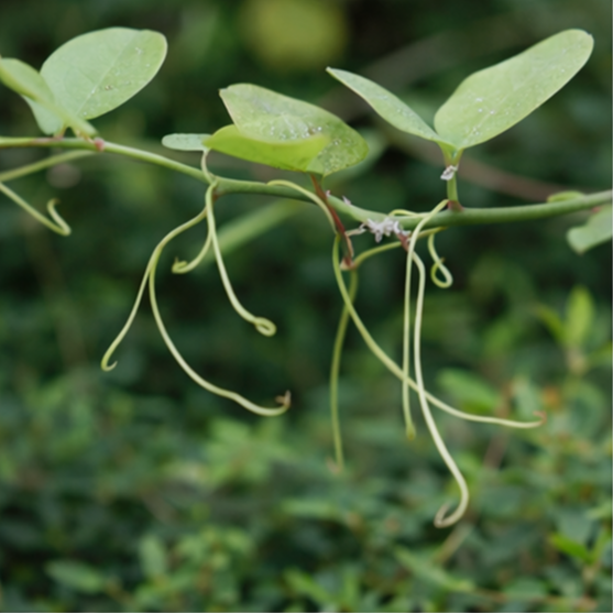 청미래덩굴(Smilax china)