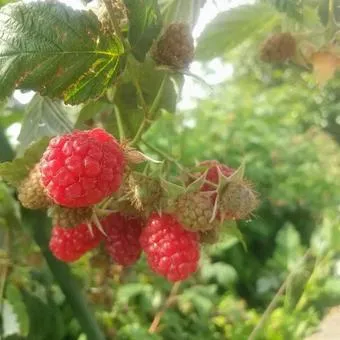 라즈베리 재배 지주 설치 가지 전정 순 지르기_3