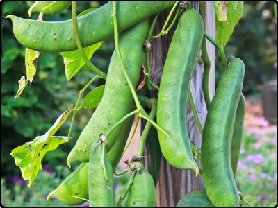 작두콩 효능 부작용