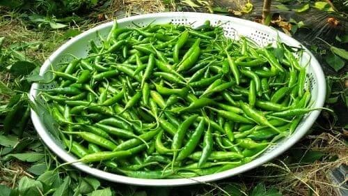 청양고추-면역력-치매-예방-효능-부작용