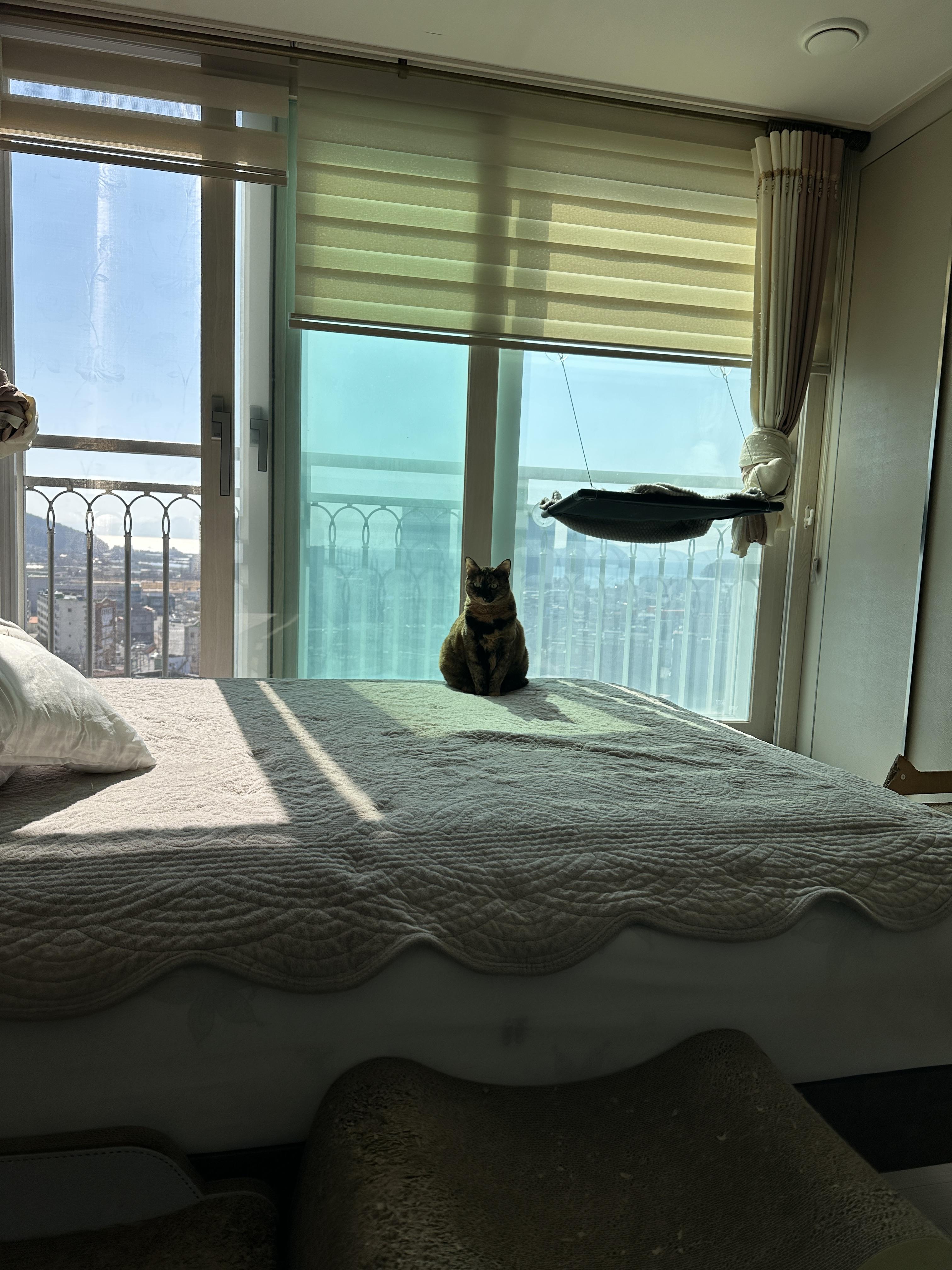 이불교체 하는 날은 냥냥이들이 신나는 날 (feat.신나서 뛰어다니는 건)