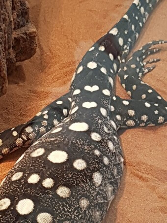 코리아렙타일쇼