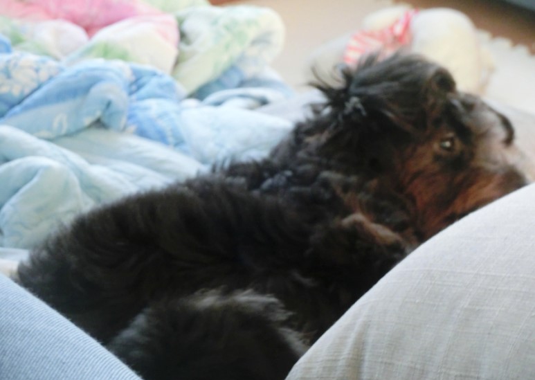 강아지장난감 토이치실