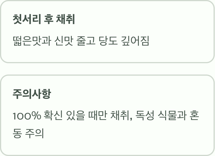 채취 시기, '서리' 내린 후가 진짜