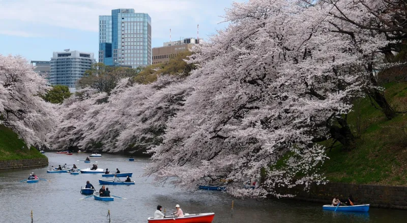 벚꽃 보러 가기 일본 - 4