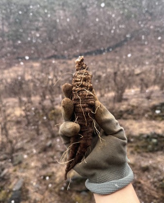 생방송투데이 이 주의 장바구니 강원도 평창 참두릅 365삼 구입 주문방법 산양삼, 오가피순, 명이나물, 고들빼기, 산더덕, 솔순, 도라지, 땅두릅
