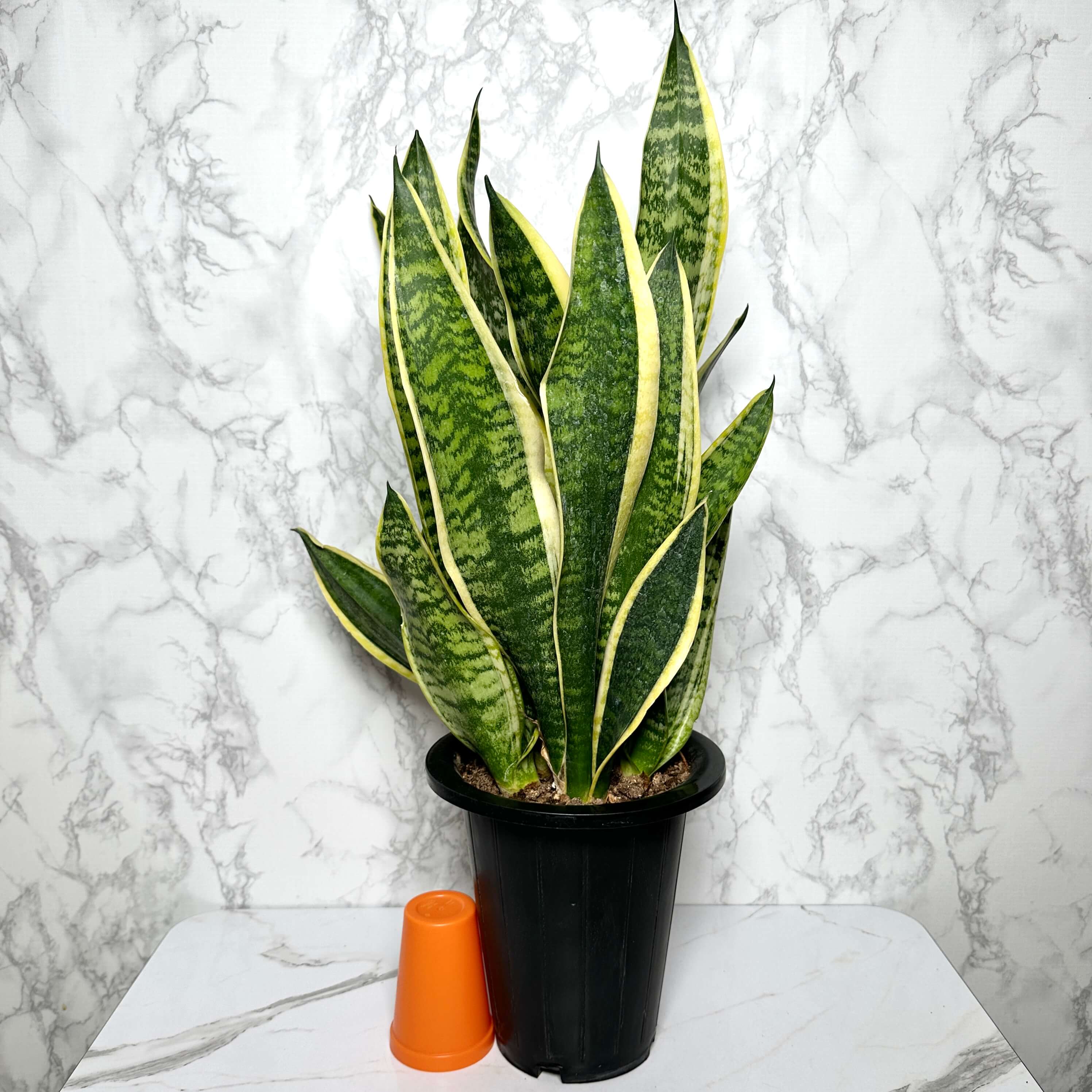 산세베리아 키우기