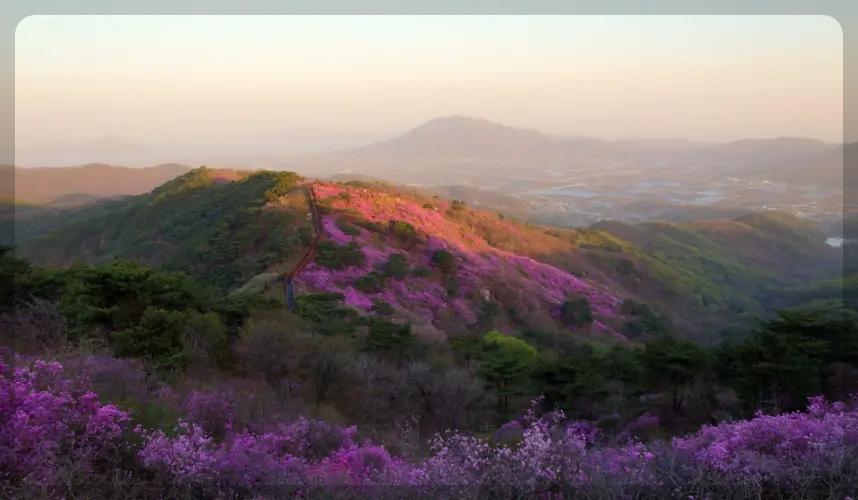 고려산 진달래축제