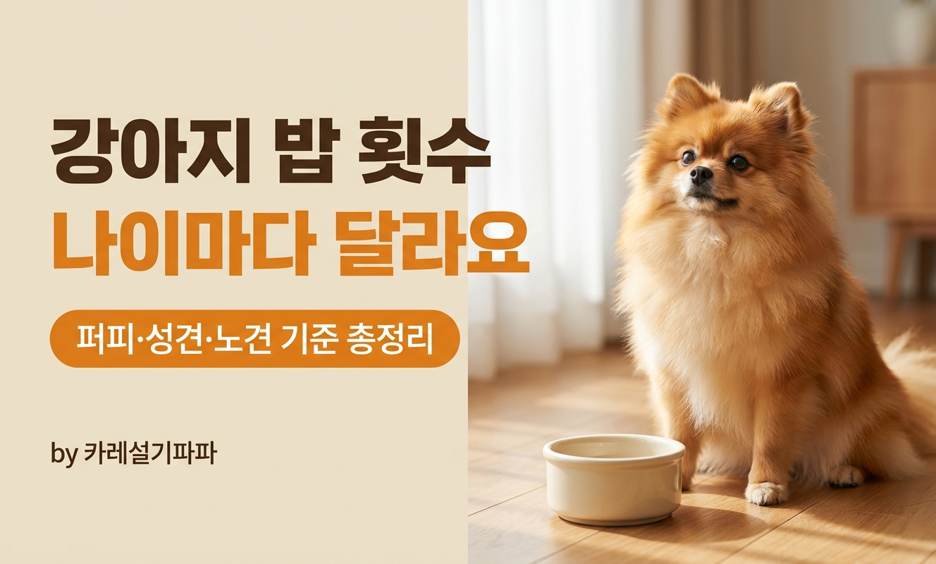 포메라니안 밥그릇 앞에 앉은 모습