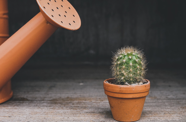 선인장과 물조리개