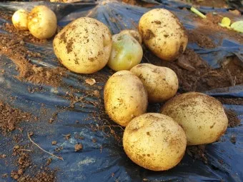 가을감자 심는시기 파종시기와 재배법_12