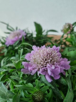 스카비오사(솔체꽃) 이미지 사진