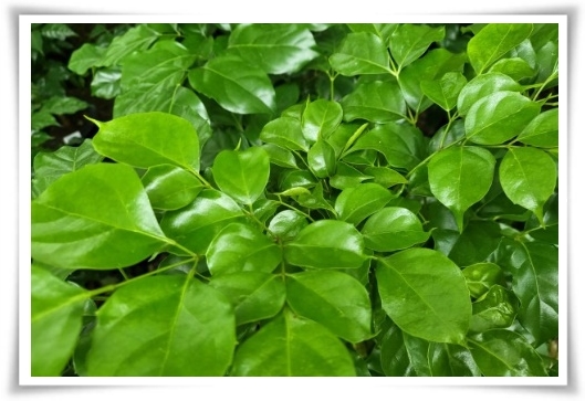 "녹보수 키우기" 집안에 행복과 행운을 불러오는 녹색의 보석 화초!