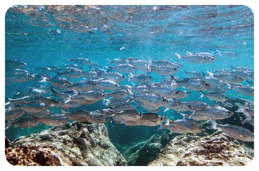 샥스-코브-Shark’s-Cove-바닷가-속-물고기-헤엄치는-모습-사진