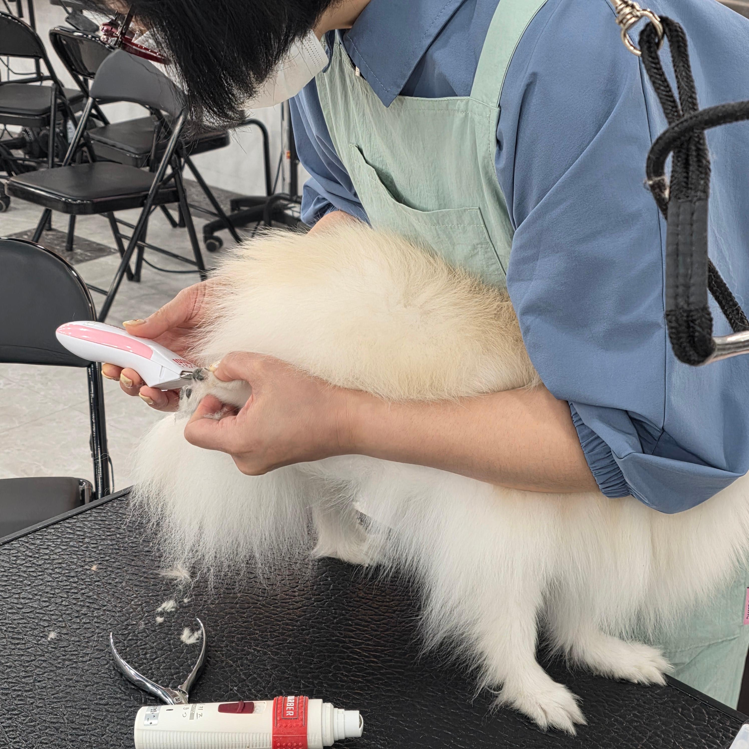 아산애견미용학원 국비지원