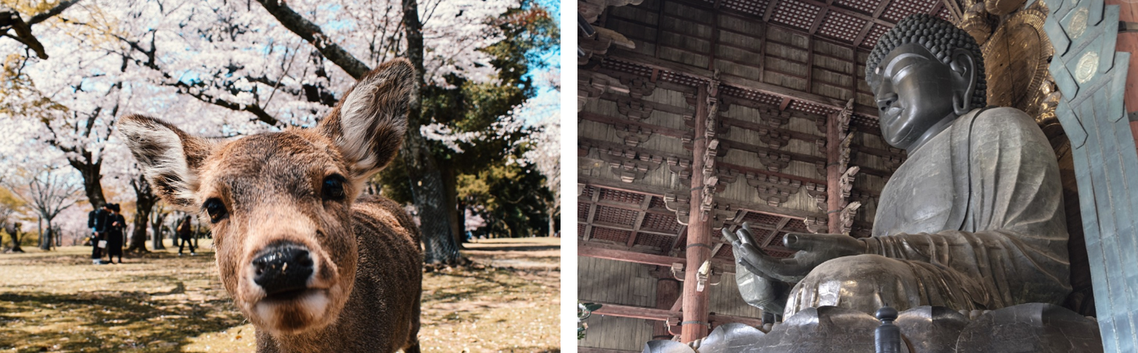 도쿄 나라공원 사슴과 도다이지