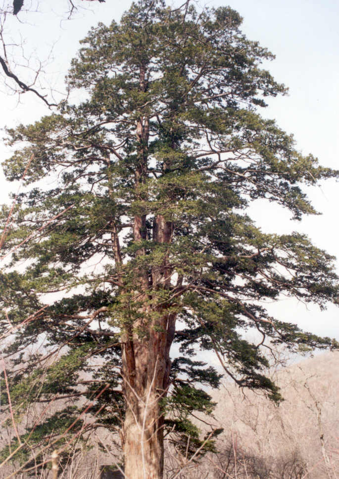 정선군 두위봉 주목(보호수)