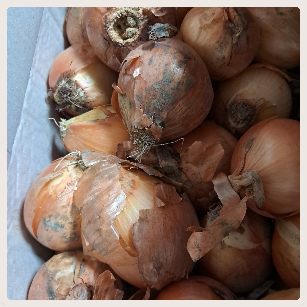 26년 국내산 햇 양파 중사이즈, 양파5kg(중사이즈), 1개