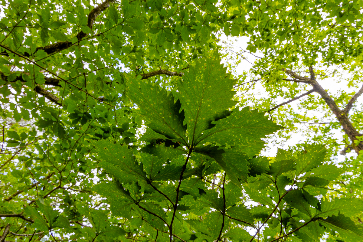 물참나무 미즈나라 잎