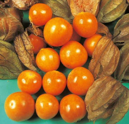 슈퍼푸드 피살리스 효능, 부작용, 복용법까지 총정리