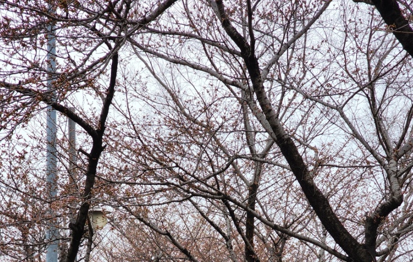 3월 30일 여의도 벚꽃 현황 사진 이미지