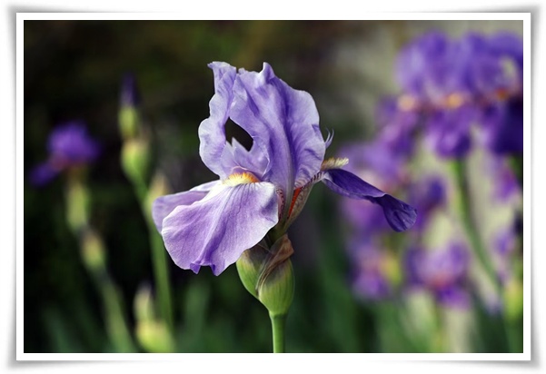 화초 "붓꽃 키우기" 아름다움과 놀라운 효능을 지닌 꽃 아이리스!