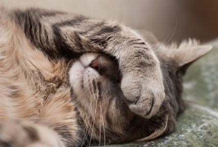 투명한 것을 뱉은 후의 고양이.