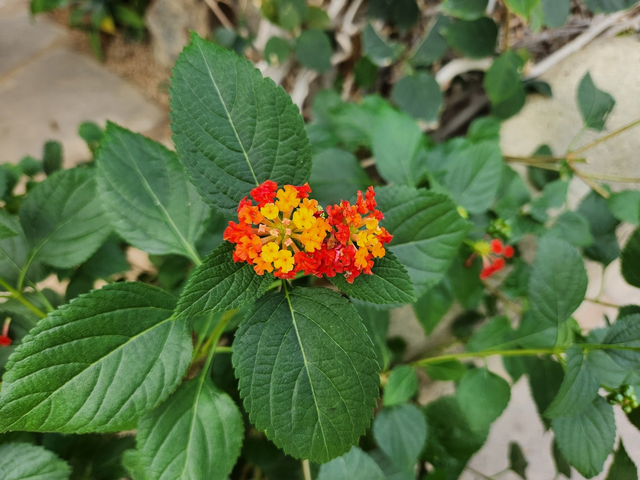 란타나 Lantana