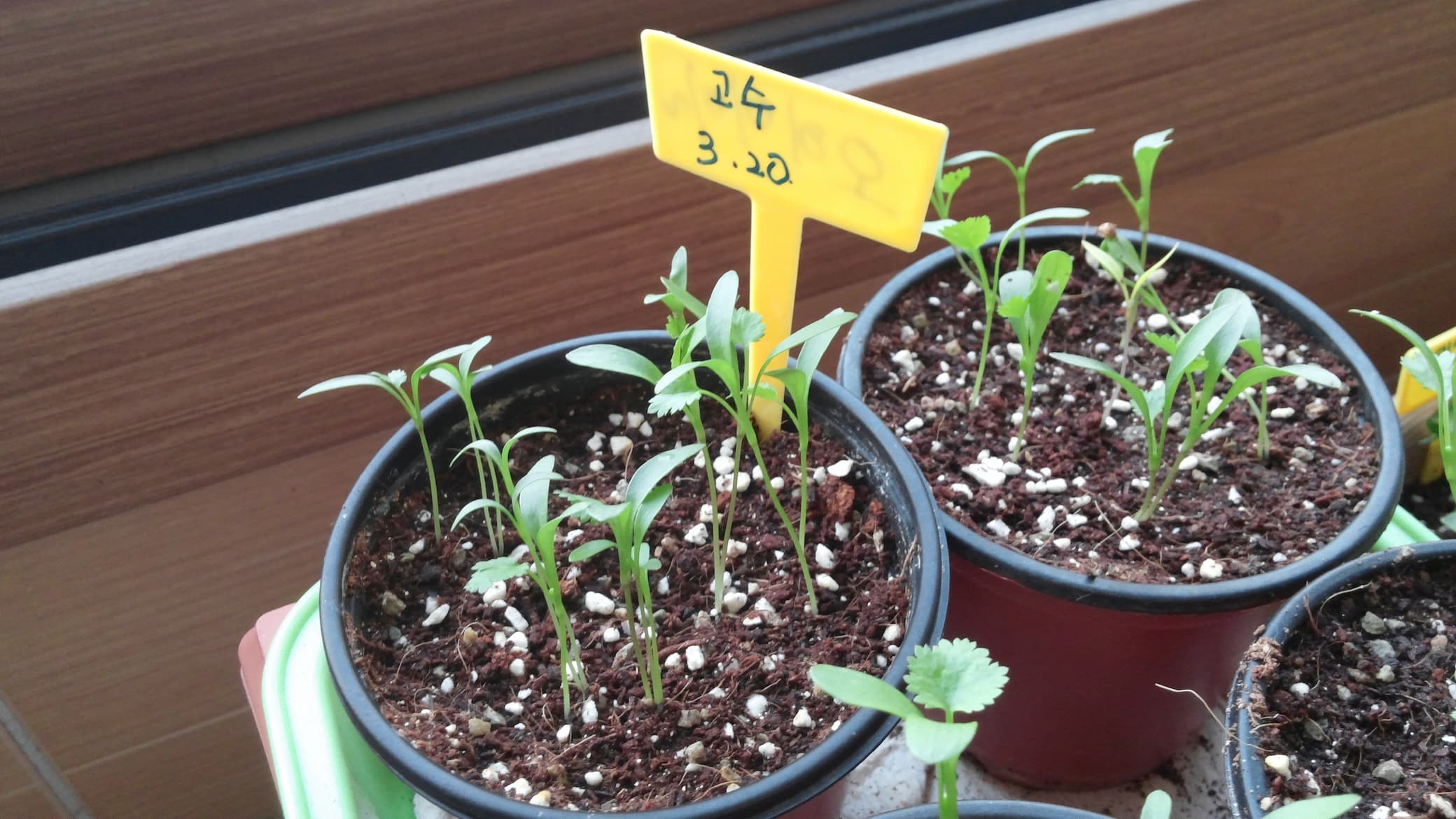 화분에서 무성하게 자란 고수