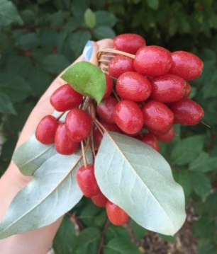 보리수 열매 효능