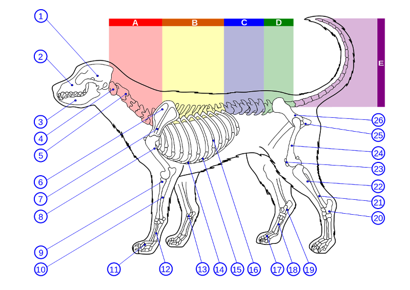 강아지슬개골위치
