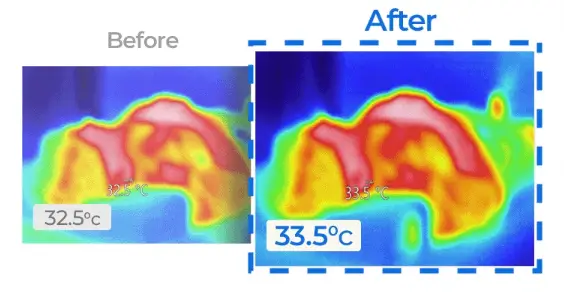 비브아 근육의 체온 변화
