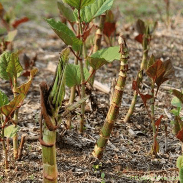 항균작용에 효과적인 호장근