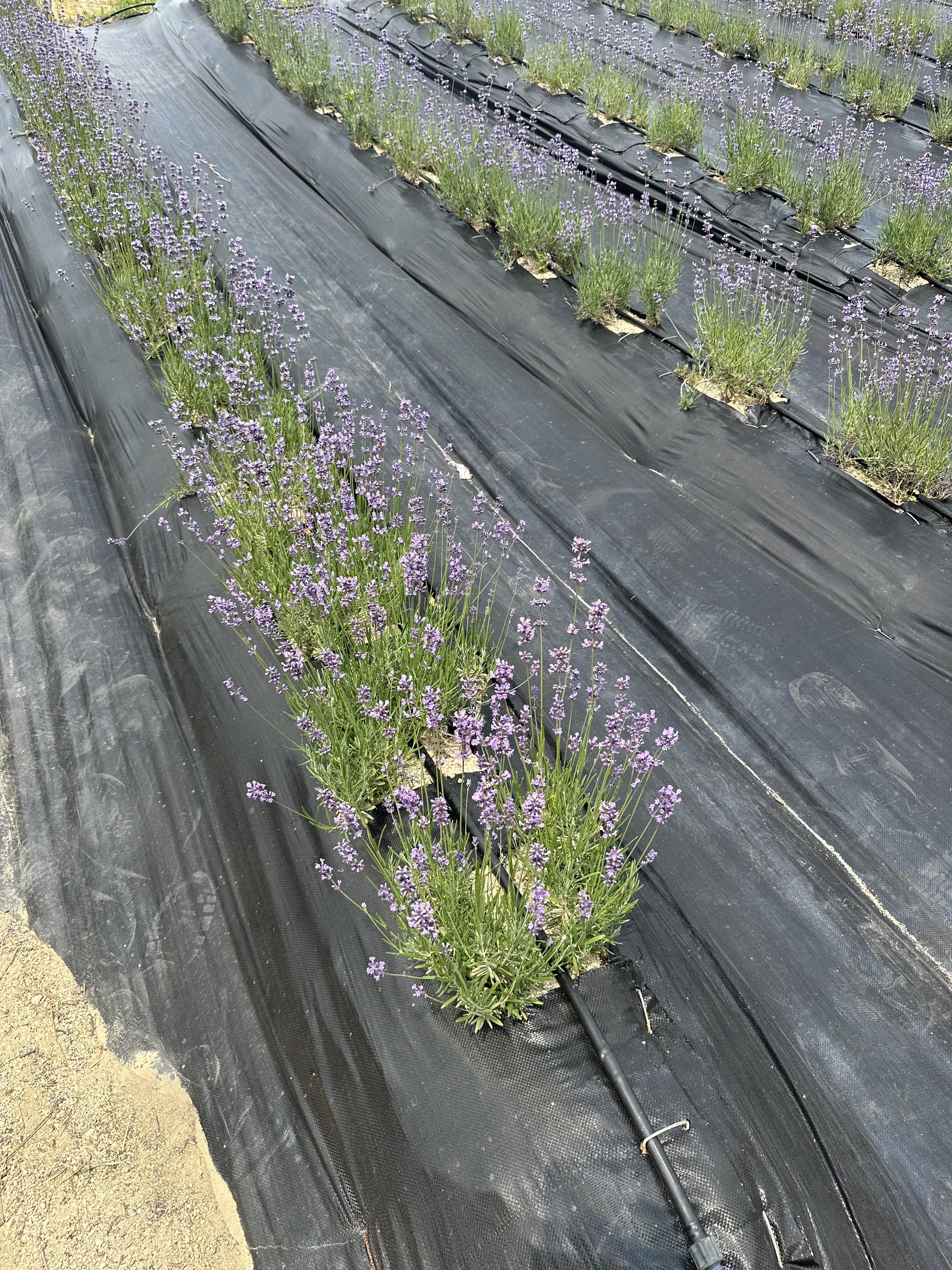 2024 정읍 허브원 라벤더 축제 