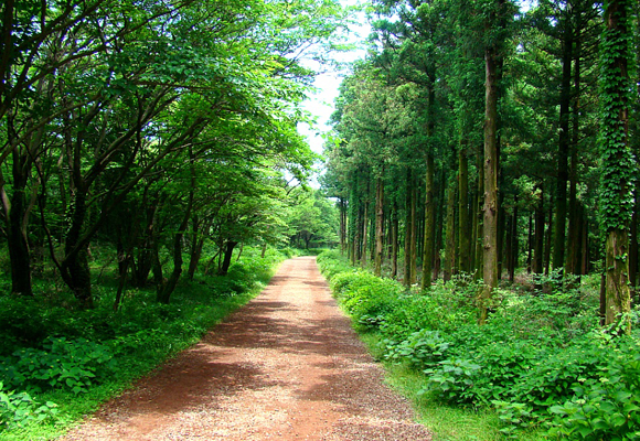 7월 여행지 사려니숲길