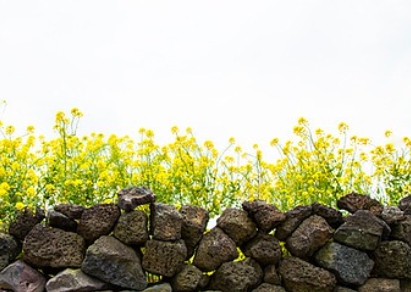 유채꽃 개화시기