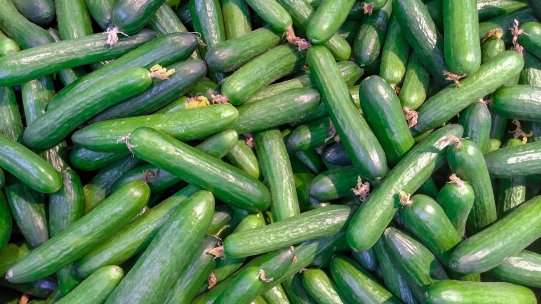 Cucumber