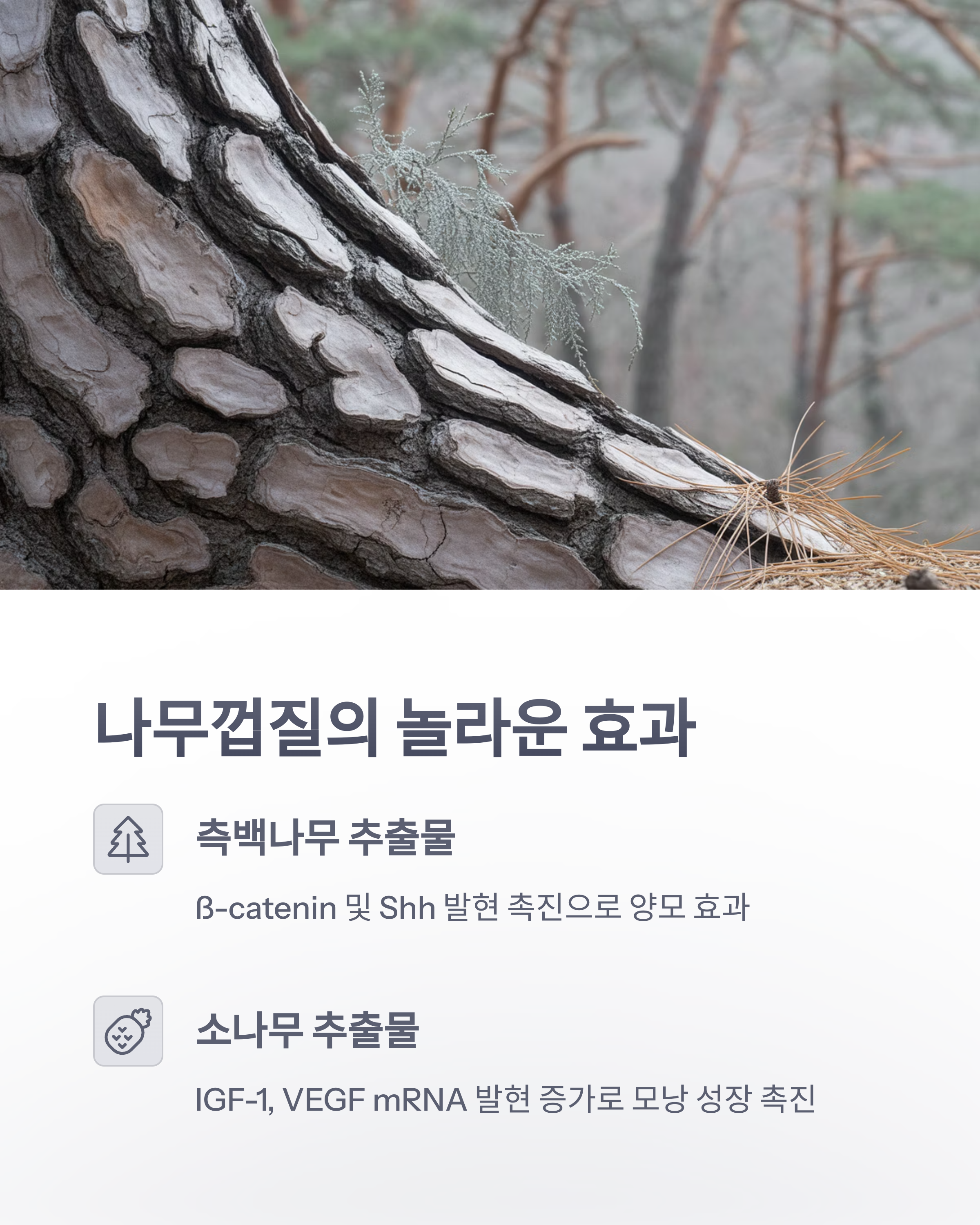 참조-나무껍질과-귤껍질,-탈모치료-효과-2