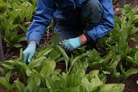 2024 태백 천상의 산나물 축제 기본일정 및 프로그램 소개 초대가수 소개(김희재 김완선 윤수현 홍성원 등 출연)