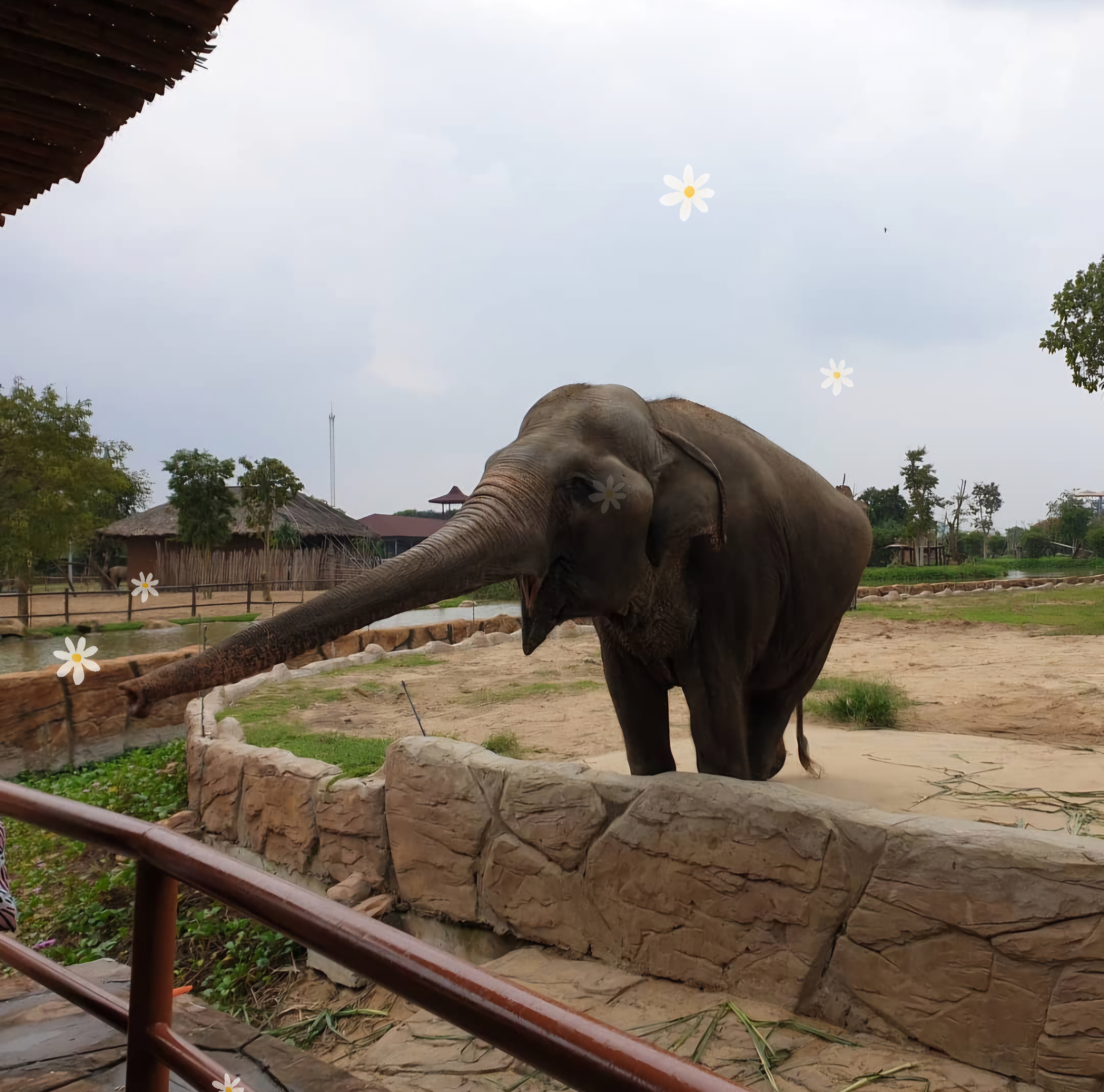 남호이안 빈원더스 동물원 코끼리