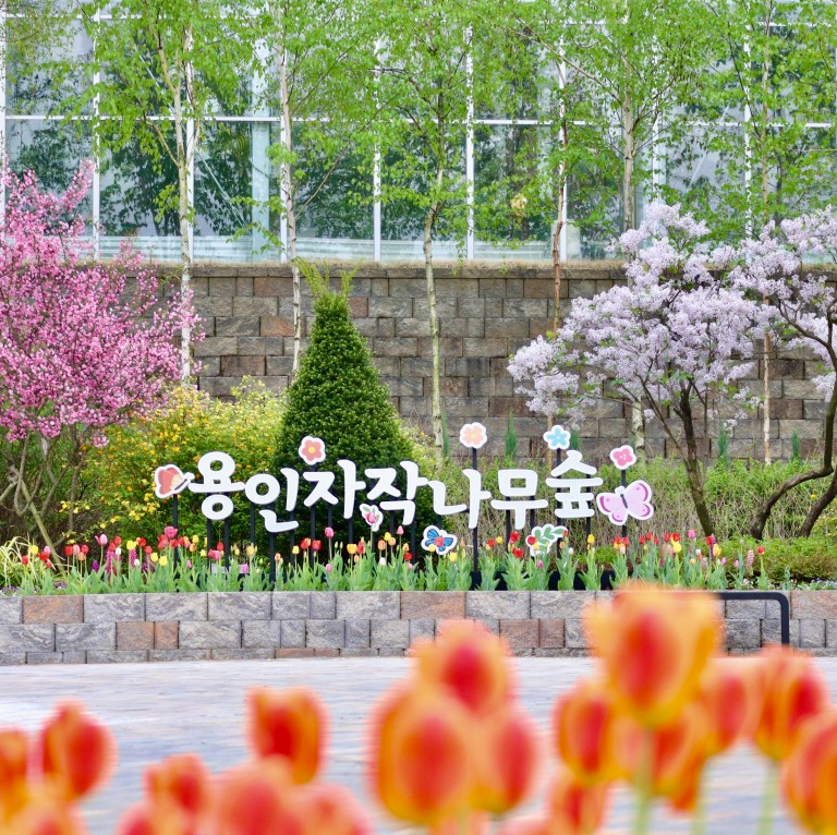 용인 자작나무 숲/