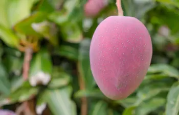 애플 망고 가격 및 효능, 영양성분