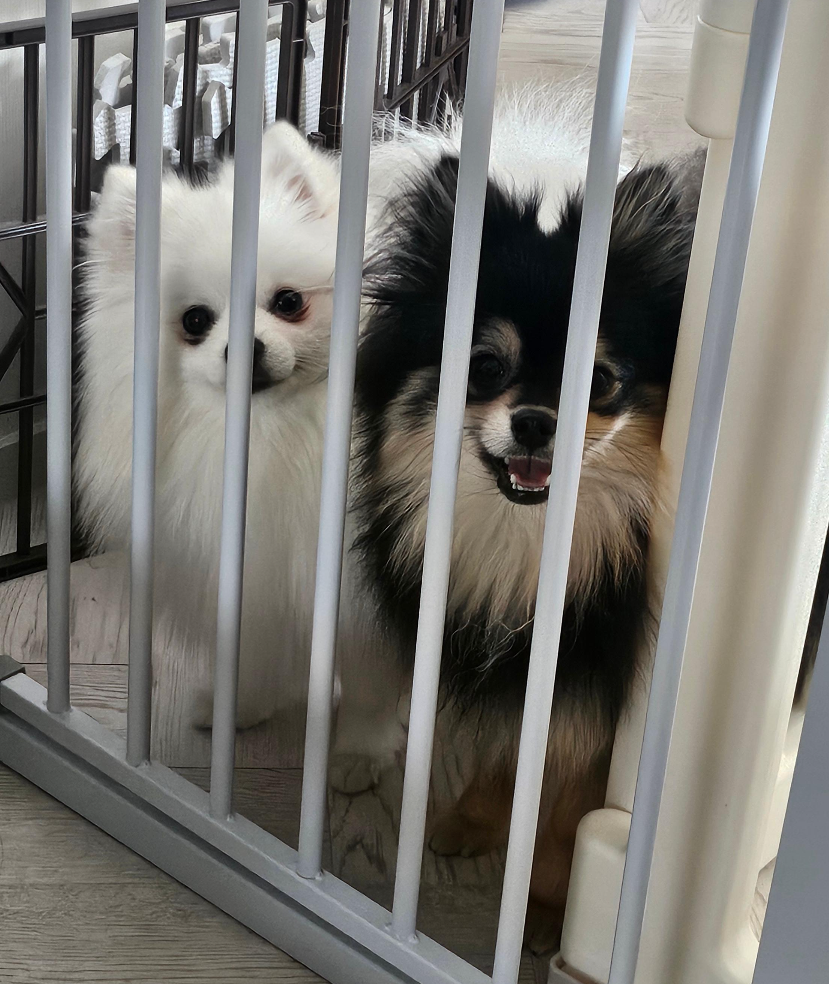 보호자 껌딱지 하콩&달콩