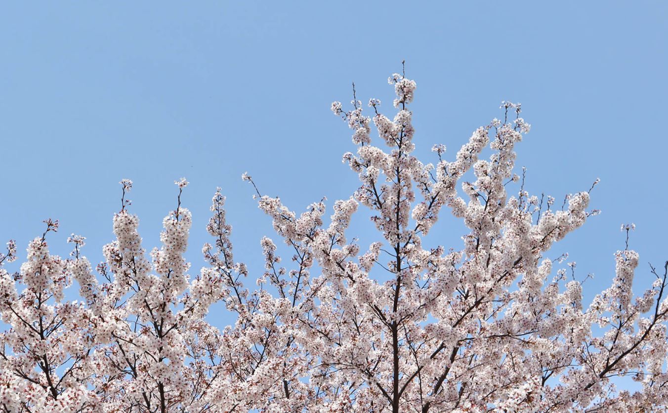 동학사 벚꽃축제 일정
