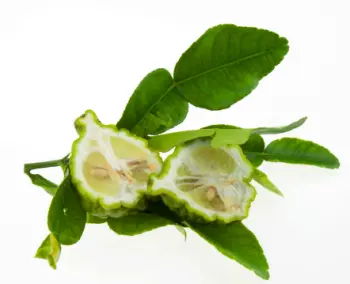 베르가못 효능 효과, 베르가못 제품