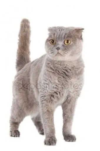 스코티시폴드 고양이 유전병_10