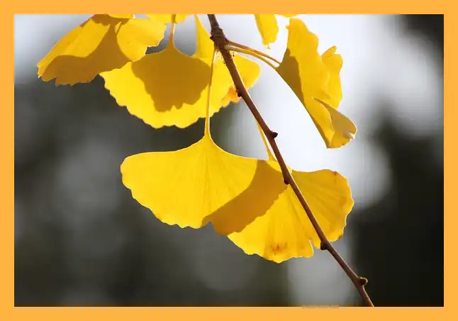 문광저수지 은행나무길