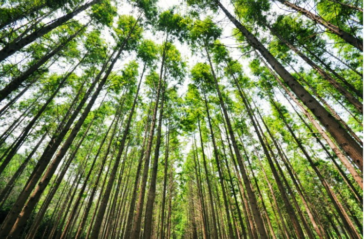 나는솔로 18기 촬영지 메타세콰이어 숲길 연인과 함께 가보기