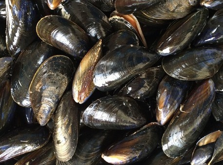 패류독소 원인 - 조개 패류독소, 바지락 패류독소, 홍합 패류독소